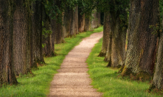 (Crédits photo : Unsplash -  Johannes Plenio  )