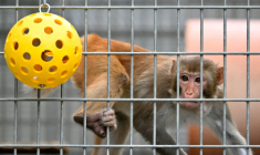 Un macaque rhésus dans le centre de primatologie du CNRS le 6 novembre 2025, à Rousset dans les Bouches-du-Rhône ( AFP / Christophe SIMON )