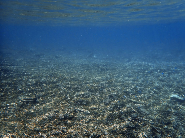 Des coraux endommagés lors du passage du cyclone Chido dans la partie nord du lagon de Mayotte, le 24 février 2026 ( AFP / Marine GACHET )