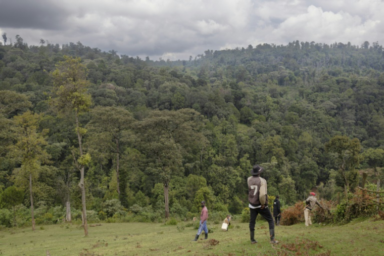 Des membres d'une famille de la communauté Ogiek, expulsés de la forêt de Mau, se tiennent sur une crête à la lisière de la forêt, près de la ville d'Oloikirikirai dans le comté de Narok, le 16 août 2025 au Kenya ( AFP / Tony KARUMBA )