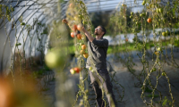 Frédéric, un détenu en fin de peine, inspecte des tomates dans une serre de la ferme Ker Madeleine, à Saint-Gildas-des-Bois, le 17 octobre 2025 en Loire-Atlantique ( AFP / Loic VENANCE )