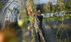 Frédéric, un détenu en fin de peine, inspecte des tomates dans une serre de la ferme Ker Madeleine, à Saint-Gildas-des-Bois, le 17 octobre 2025 en Loire-Atlantique ( AFP / Loic VENANCE )