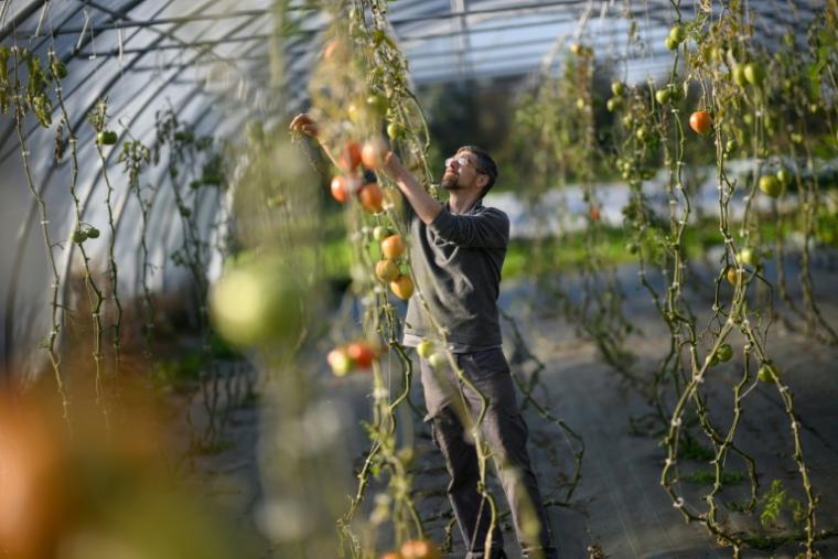 Frédéric, un détenu en fin de peine, inspecte des tomates dans une serre de la ferme Ker Madeleine, à Saint-Gildas-des-Bois, le 17 octobre 2025 en Loire-Atlantique ( AFP / Loic VENANCE )