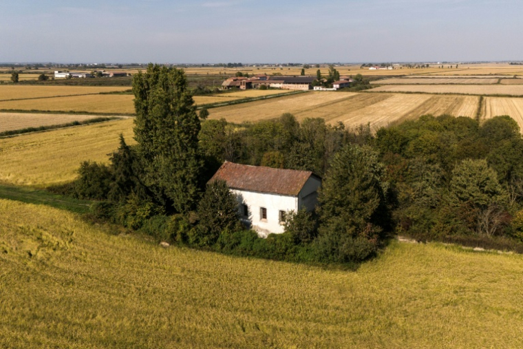 Des bois aménagés sur un ancien champ de riz à Crova, en Italie, le 28 septembre 2026 ( AFP / Marco BERTORELLO )