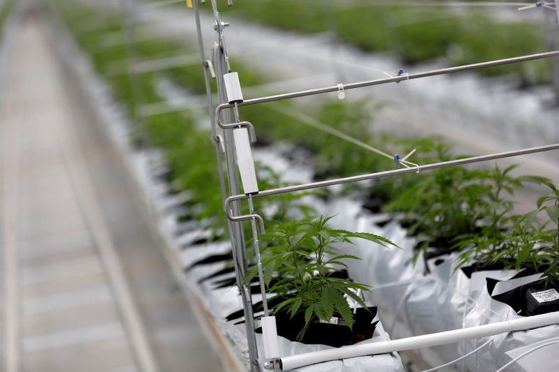 LA RUÉE SUR LE CANNABIS SE POURSUIT À WALL STREET