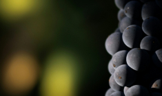 Détail d'une grappe de raisin dans l'est de la France, le 19 août 2025 ( AFP / SEBASTIEN BOZON )