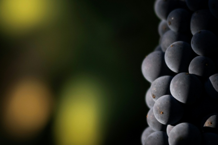 Détail d'une grappe de raisin dans l'est de la France, le 19 août 2025 ( AFP / SEBASTIEN BOZON )