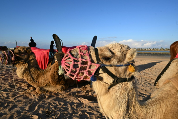 Des chameaux attendent des touristes sur l'île de Djerba, en Tunisie, le 2 mai 2026 ( AFP / FETHI BELAID )