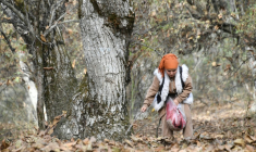 Femme cherchant des noix à Arslanbob, au Kirghizstan, le 21 octobre 2025 ( AFP / VYACHESLAV OSELEDKO )