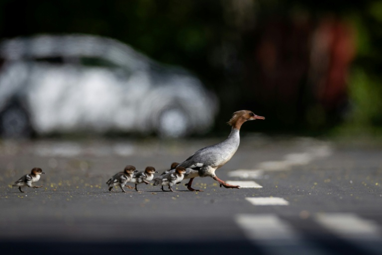 Des harles bièvre traversent une route à Varsovie, en Pologne, le 28 avril 2026 ( AFP / Wojtek RADWANSKI )