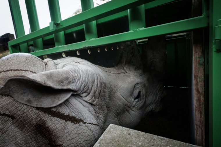 Wami, un rhinocéros blanc entre dans un conteneur de transport au Parc zoologique de Paris, le 20 octobre 2026 ( AFP / Simon WOHLFAHRT )