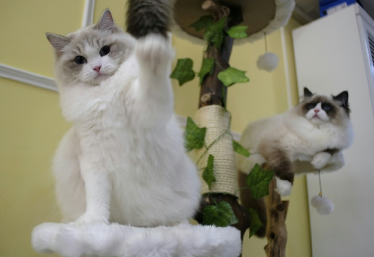 Pour les poils de chat, la société "a développé des réseaux de collecte en Europe et aux Etats-Unis avec les toiletteurs et travaille avec les vétérinaires" ( AFP / SAM YEH )
