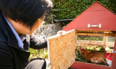 Yong-mi Kim regarde ses poules pondeuses dans son poulailler portable livré à son domicile dans le cadre du service "Rent The Chicken » à La Crescenta, le 21 avril 2025 en Californie ( AFP / Patrick T. Fallon )
