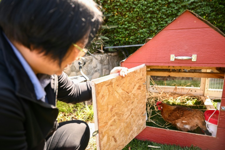 Yong-mi Kim regarde ses poules pondeuses dans son poulailler portable livré à son domicile dans le cadre du service "Rent The Chicken » à La Crescenta, le 21 avril 2025 en Californie ( AFP / Patrick T. Fallon )