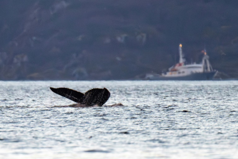 Un rorqual commun dans le fjord de Skjervoy (Norvège), le 11 novembre 2024 ( AFP / Olivier MORIN )