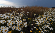 Des plantes invasives se développent dans la zone zéro pesticide d'un champ, le 25 juin 2020 à Mondoubleau, au nord-ouest. ( AFP / JEAN-FRANCOIS MONIER )