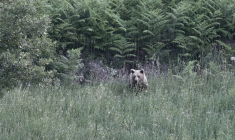 Une ourse brune sauvage (Ursus arctos) et son ourson dans une forêt près de Grevena, dans le nord-ouest de la Grèce, le 21 juin 2026 ( AFP / Sakis Mitrolidis )