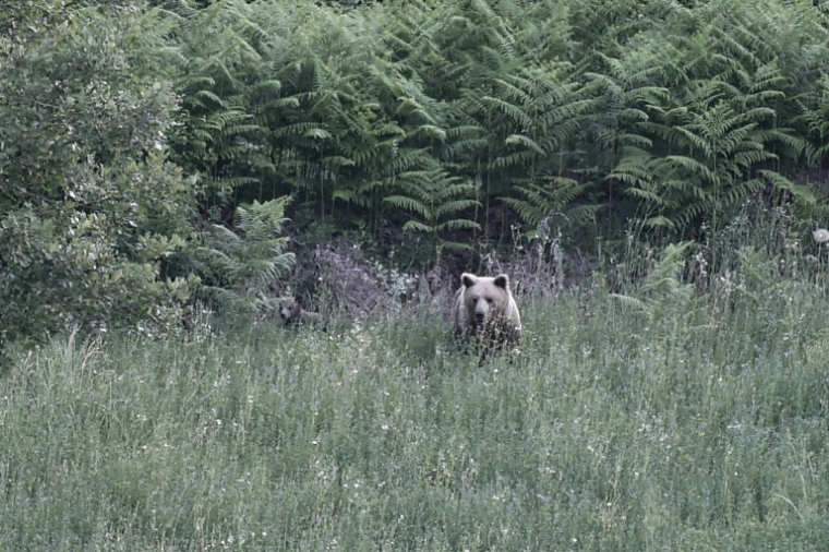Une ourse brune sauvage (Ursus arctos) et son ourson dans une forêt près de Grevena, dans le nord-ouest de la Grèce, le 21 juin 2026 ( AFP / Sakis Mitrolidis )
