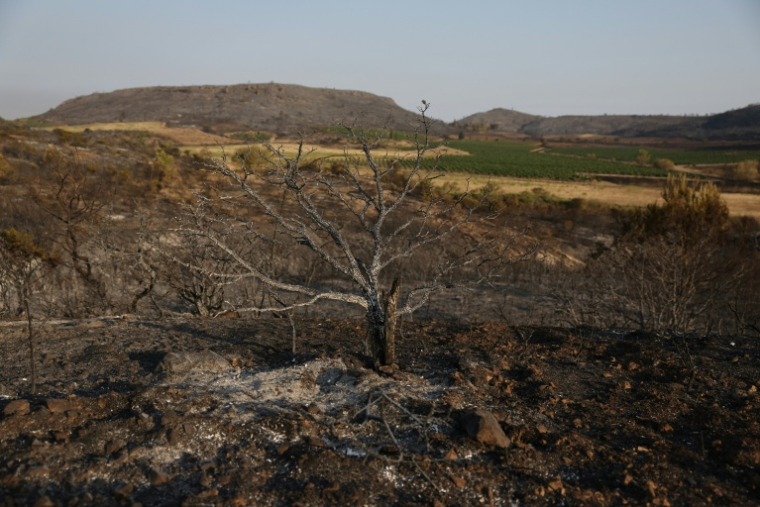 Une zone forestière dévastée par l'incendie d'août 2025 près de Durban-Corbieres, dans l'Aude le 7 août 2025 ( AFP / Valentine CHAPUIS )