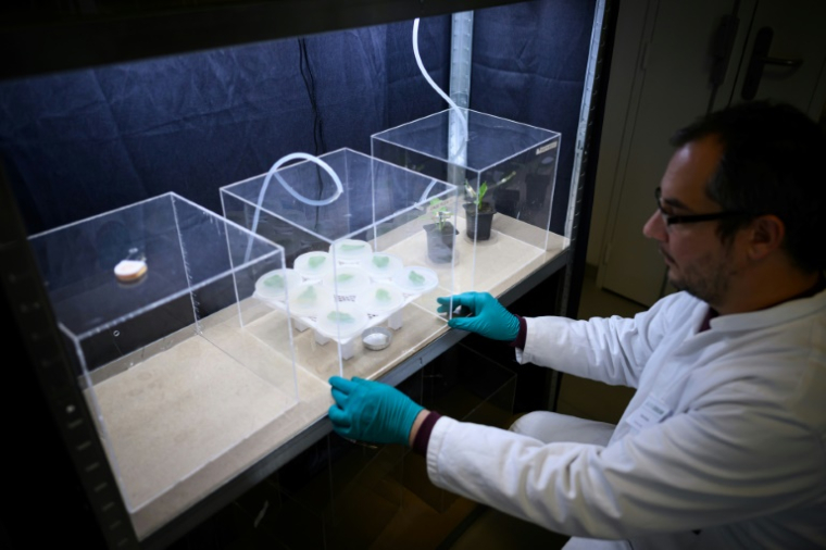 Un technicien de laboratoire étudie le comportement de pucerons face à différentes odeurs pour développer une alternative à la lutte contre les insectes nuisibles et les pucerons, dans le laboratoire Agriodor à Rennes, le 16 mai 2025 ( AFP / Loic VENANCE )