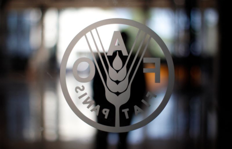 LES PRIX ALIMENTAIRES MONDIAUX À UN PLUS HAUT DE DIX ANS EN OCTOBRE, RAPPORTE LA FAO
