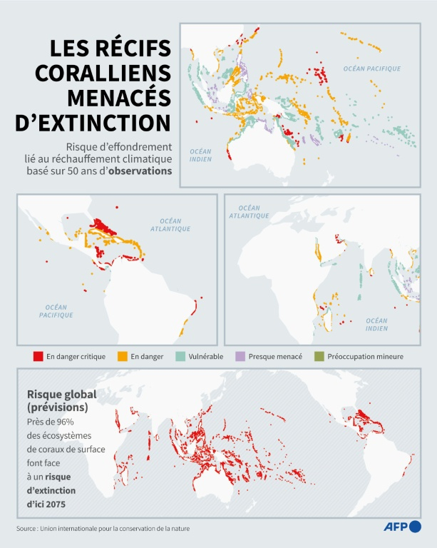 Carte du risque global d'extinction des coraux de surface lié au réchauffement des océans, selon les données de l'Union internationale pour la conservation de la nature ( AFP / Nicholas SHEARMAN )