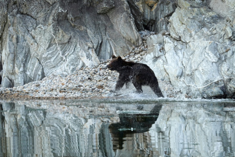 Photo prise en avril 2026 et diffusée par le parc national "Zapovednoye Pribaikalye", montrant un ours brun dans l'enceinte du parc, dans la région d'Irkoutsk, en Sibérie ( National Park "Zapovednoye Pribaikalye" / Handout )
