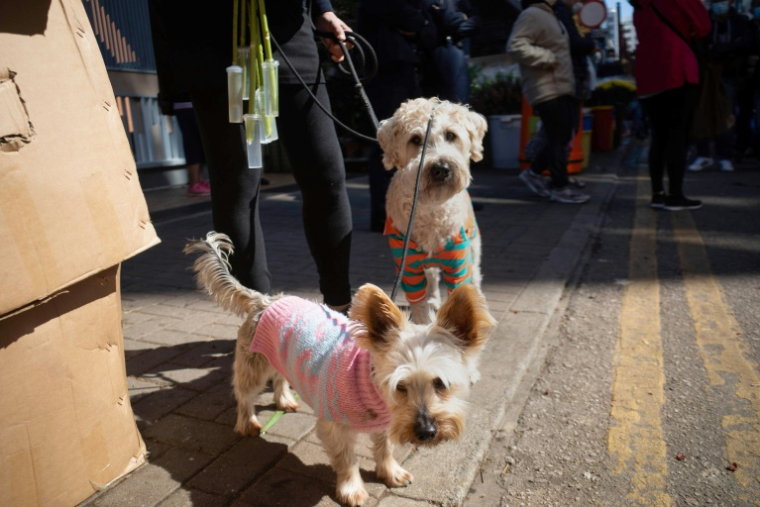 L'objectif est notamment de combattre les trafics de chiens en provenance de pays européens comme la Roumanie et la Bulgarie, pointés du doigt par les associations de défense des animaux ( AFP / Bertha WANG )