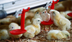 LA FRANCE VA METTRE FIN AU BROYAGE DES POUSSINS MÂLES
