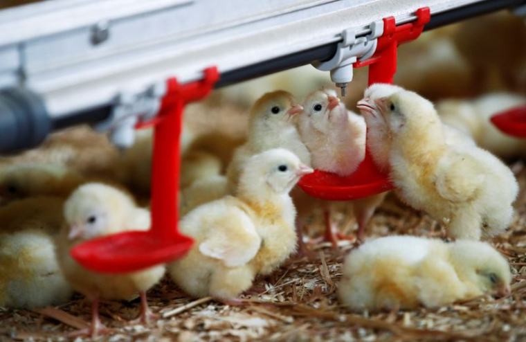 LA FRANCE VA METTRE FIN AU BROYAGE DES POUSSINS MÂLES