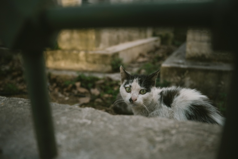 Le puçage des chats, une obligation pas assez respectée ( AFP / Ozan KOSE )