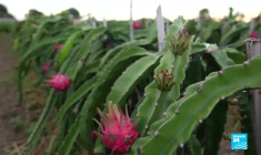 Zambie : les nouveaux patrons, enquête au cœur de la Chinafrique