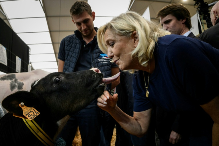 Marine Le Pen, candidate du RN à la présidentielle, câline un veau lors de sa visite au Sommet de l'élevage à Cournon-d'Auvergne, le 7 octobre 2026 dans le Puy-de-Dôme ( AFP / JEFF PACHOUD )
