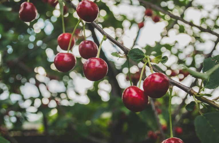 (Crédits photo : Unsplash - Macu ic )