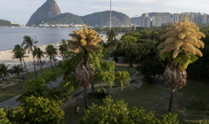 Des palmiers talipot fleurissent pour la première fois au parc Aterro do Flamengo à Rio de Janeiro, le 8 décembre 2025 au Brésil ( AFP / Pablo PORCIUNCULA )