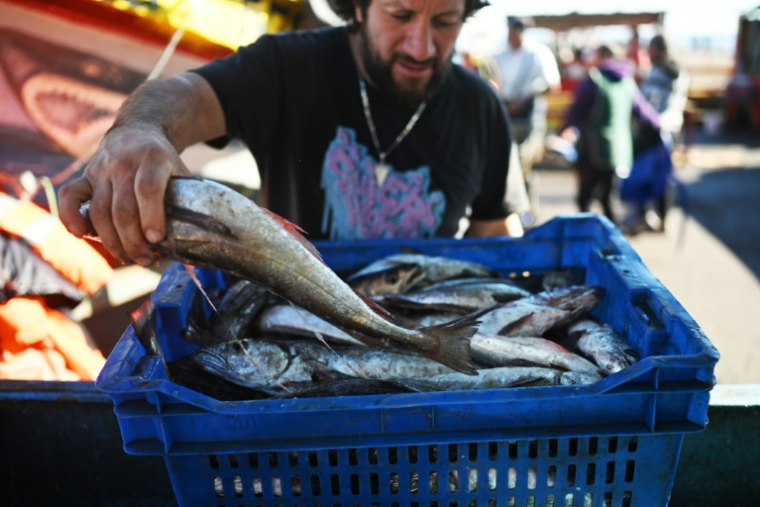 Des merlus fraîchement pêchés, en vente à Caleta Portales, à Valparaiso, au Chili, le 27 mai 2025 ( AFP / RODRIGO ARANGUA )