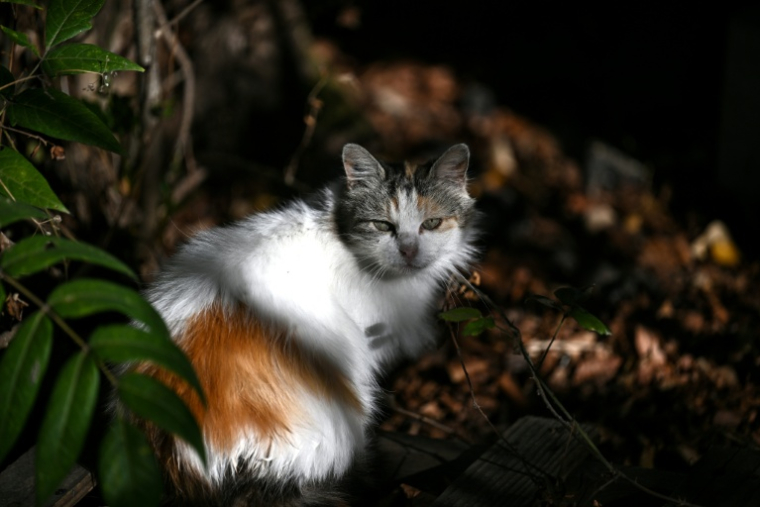 Un chat errant à Floirac, en Gironde, le 22 septembre 2026 ( AFP / Christophe ARCHAMBAULT )