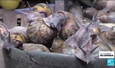 Côte d'Ivoire : le boom des fermes d'escargots géants