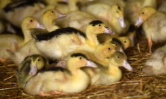 Un élevage de canard à Mugron. (illustration) ( AFP / GAIZKA IROZ )