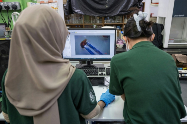 Des chercheurs observent des punaises de lit dans un laboratoire de l'Université des sciences de Malaisie (USM) à George Town, sur l'île de Penang, le 8 octobre 2025 ( AFP / Mohd RASFAN )