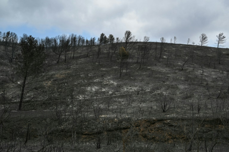 Une colline et des arbres calcinés après un incendie près de Saint-Laurent-de-la-Cabrerisse, dans l'Aude, le 8 août 2025 ( AFP / Bertrand GUAY )