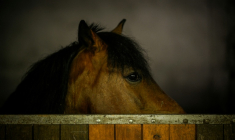 Les chevaux sentent l'odeur de la peur chez les humains et deviennent eux-mêmes plus vigilants en présence de ce signal chimique ( AFP / Patricia DE MELO MOREIRA )