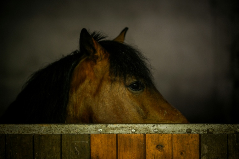 Les chevaux sentent l'odeur de la peur chez les humains et deviennent eux-mêmes plus vigilants en présence de ce signal chimique ( AFP / Patricia DE MELO MOREIRA )