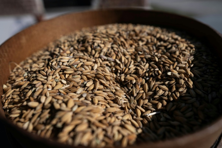 Du riz récolté sur la ferme d'Alice Cerutti, en Italie, le 28 septembre 2026 ( AFP / Marco BERTORELLO )