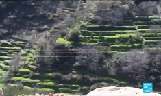 Légalisation du cannabis au Maroc : un projet de loi d'autorisation à des fins thérapeutiques