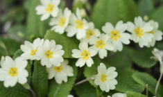 Rhume, comment se soigner avec les plantes ?