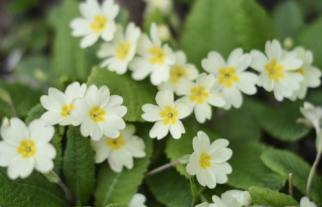 Rhume, comment se soigner avec les plantes ?