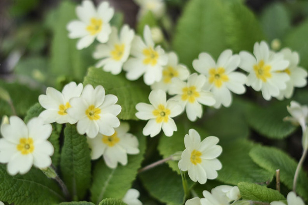 Rhume, comment se soigner avec les plantes ?