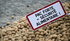 Des pommes de terre répandues dans les rues de Bruxelles par des agriculteurs européens mécontents, le 18 décembre 2025 ( AFP / NICOLAS TUCAT )