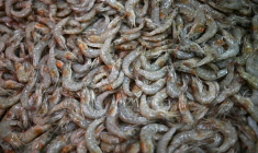 L'ONG de défense du bien-être animal ICAW a appelé la grande distribution française à renforcer ses engagements contre la maltraitance des crevettes d'élevage ( AFP / Mauro PIMENTEL )